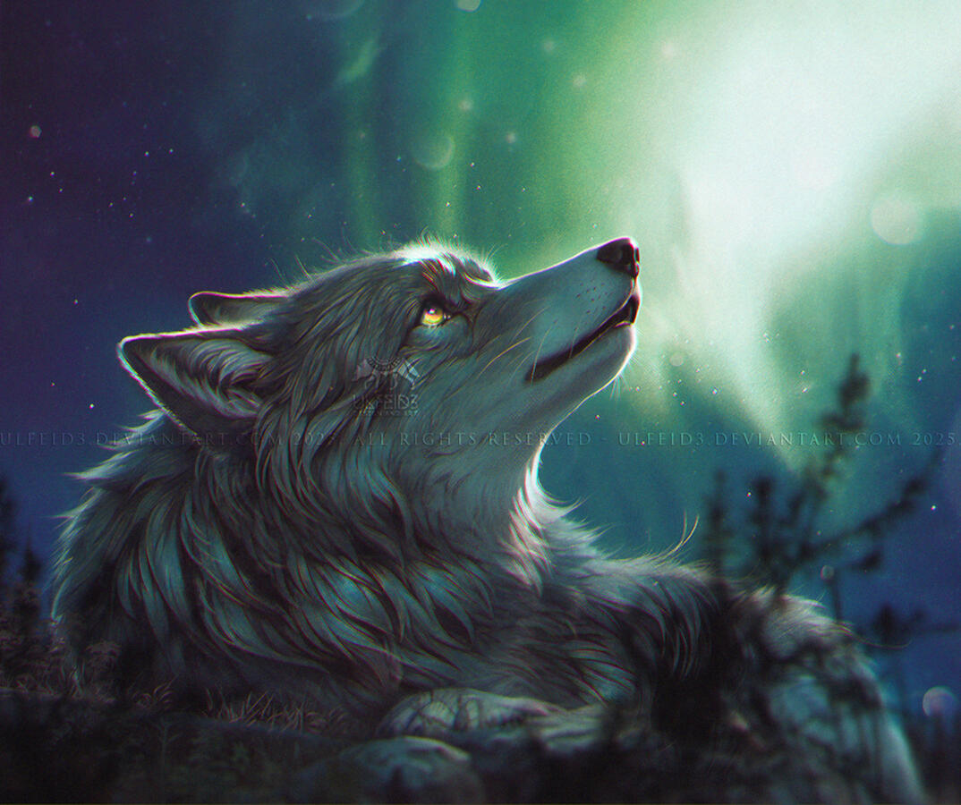 Full render lonely wolf stargazing at the aurora borealis illustration by Ulfeid3